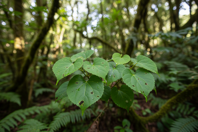 Kawakawa Extract