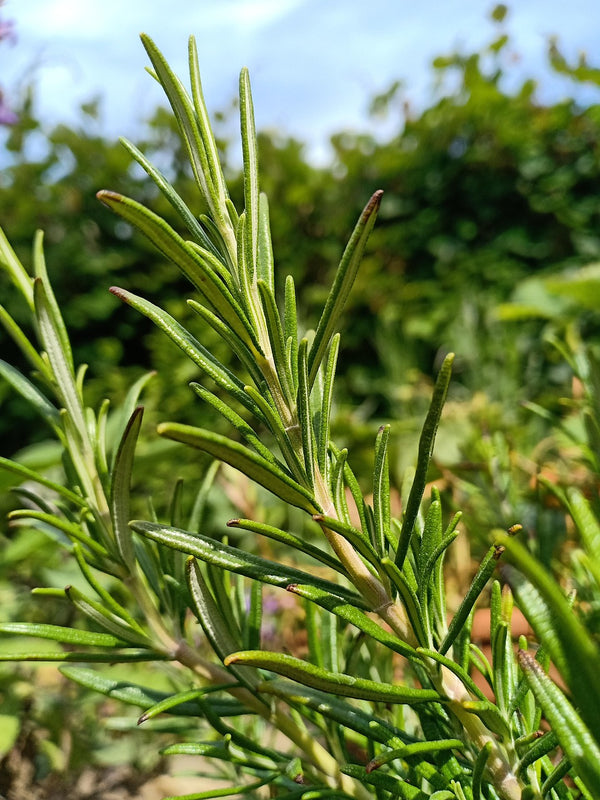 Rosemary extract